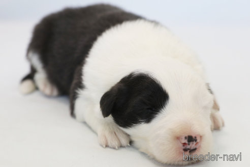 成約済の神奈川県のボーダーコリー-373731の6枚目